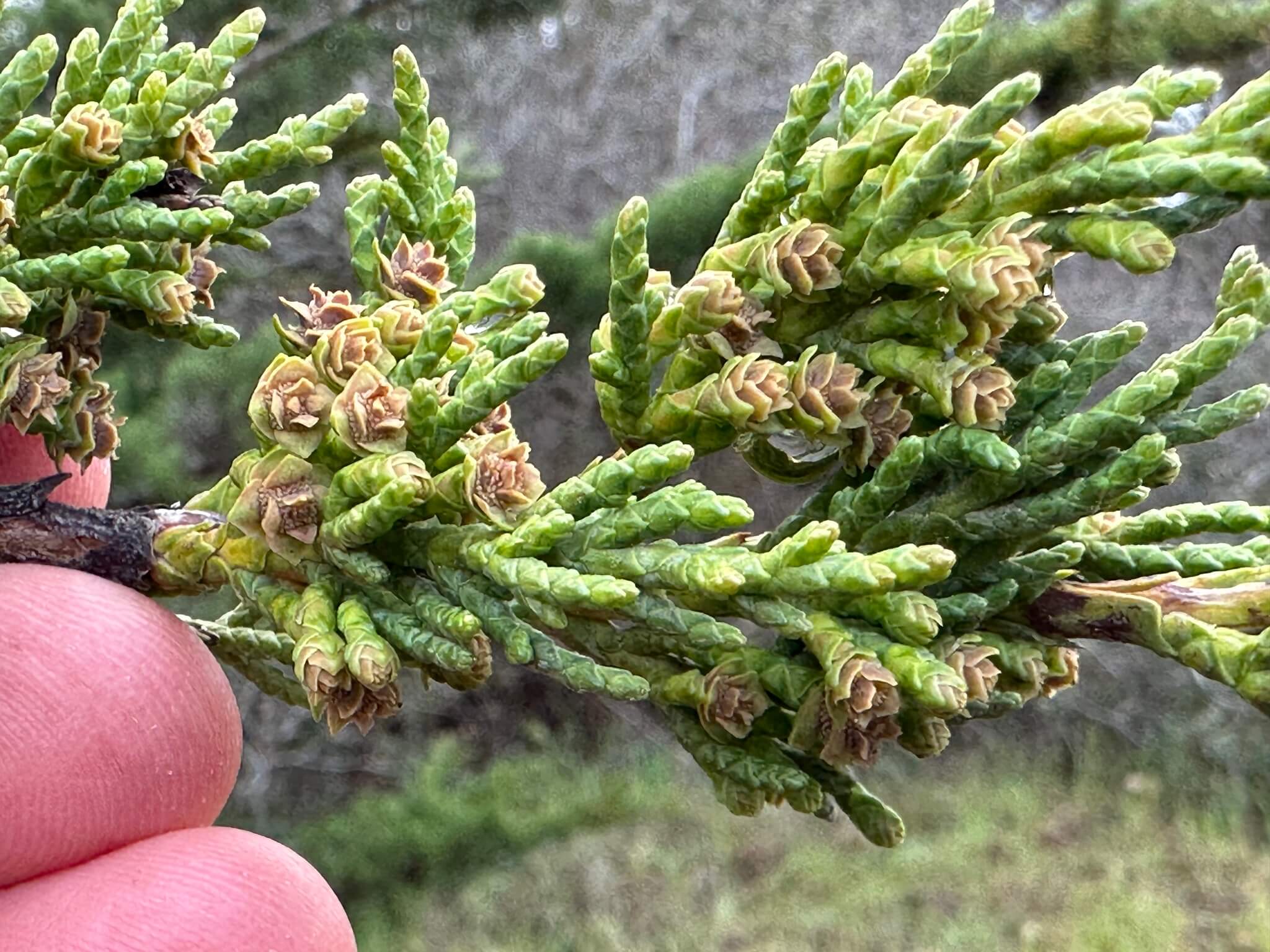Cupressus macrocarpa 'Compacta'